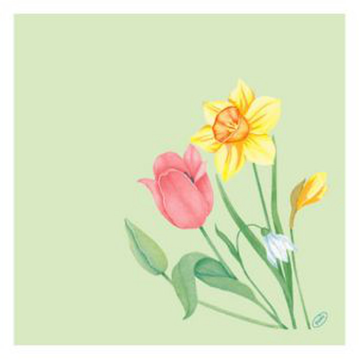 SERV BIO 40X40 SPRING MELO X60